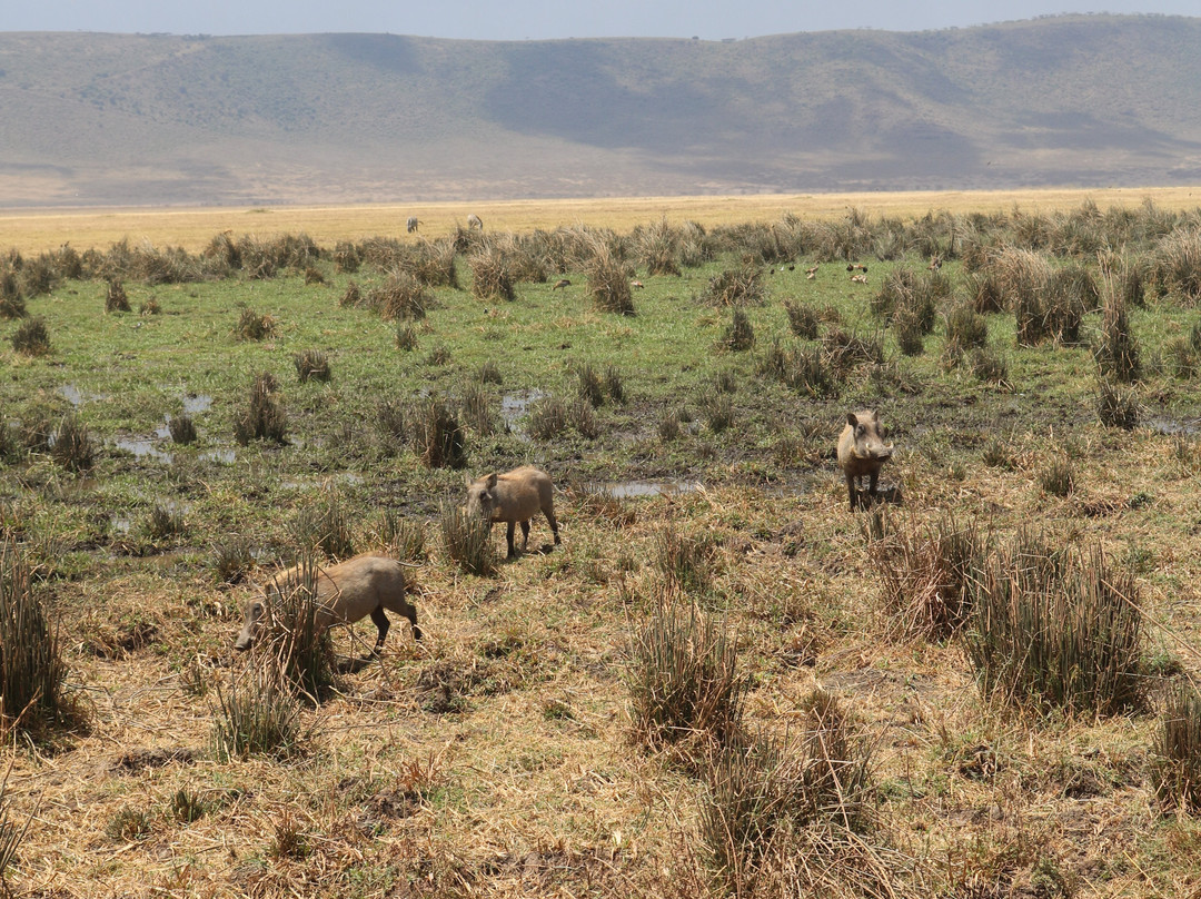 Shrike Safaris-姆万扎必去景点