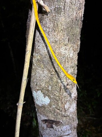 Herping Tour Vietnam - Guide Diệp Tùng-Ben Luc必去景点