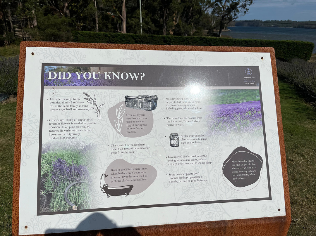 Port Arthur Lavender Farm · Tourist Attraction-亚瑟港必去景点