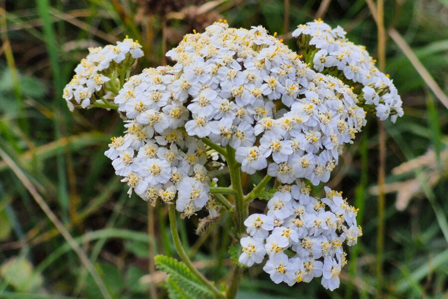 Landguard Nature Reserve-费力克斯托必去景点