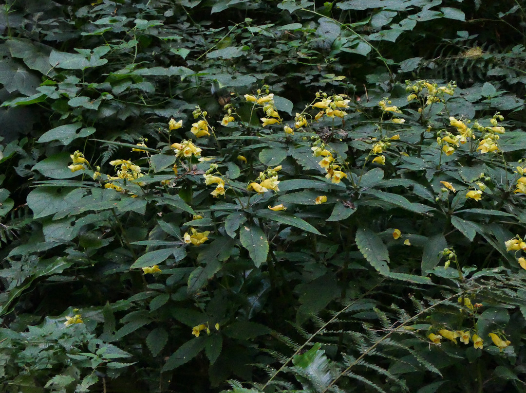 Jungle Garden-Eu必去景点