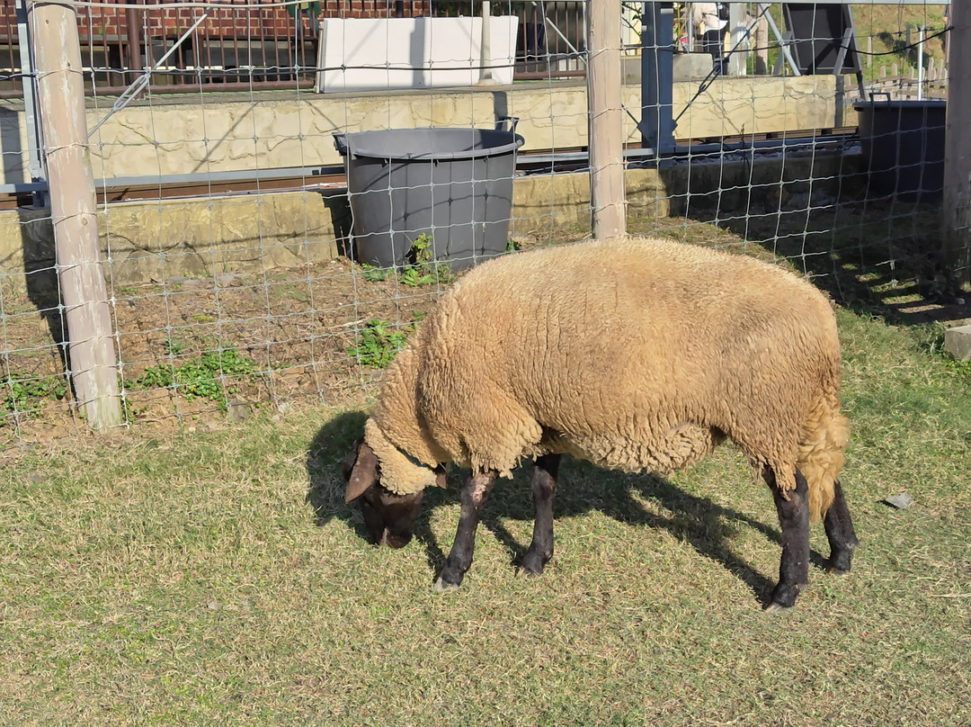 Shaun the Sheep Farm Garden-米原市必去景点