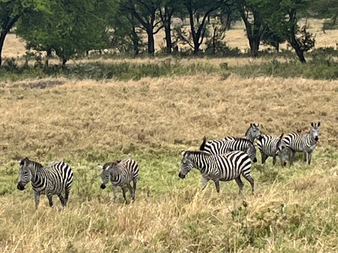 Africa Eco Expeditions Camp at Lobo Valley-Ikoma必去景点