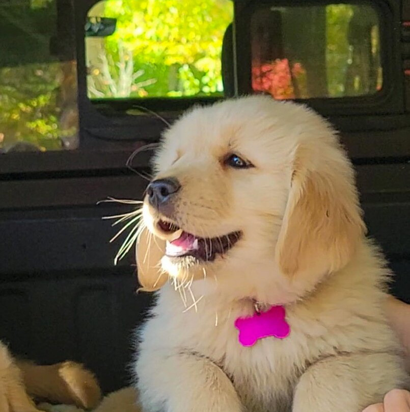 Golden Dog Farm-Jeffersonville必去景点