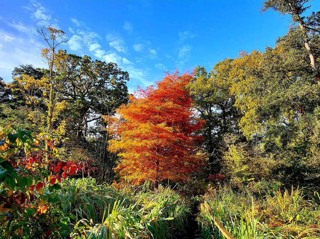 Fairhaven Woodland and Water Garden-South Walsham必去景点