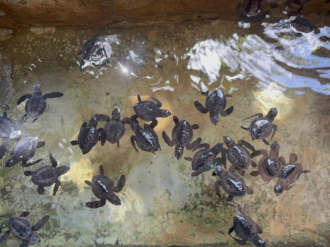 Sea Turtle Farm Galle Mahamodara-加勒必去景点