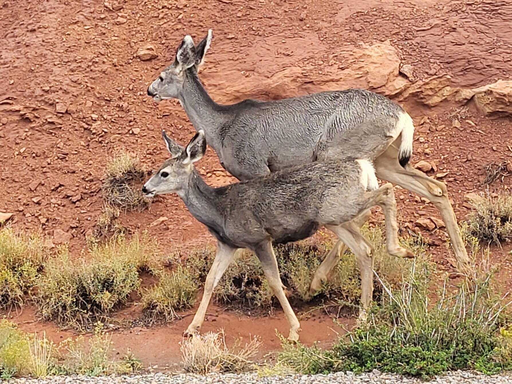 紫鼠尾草汽车旅馆-官方