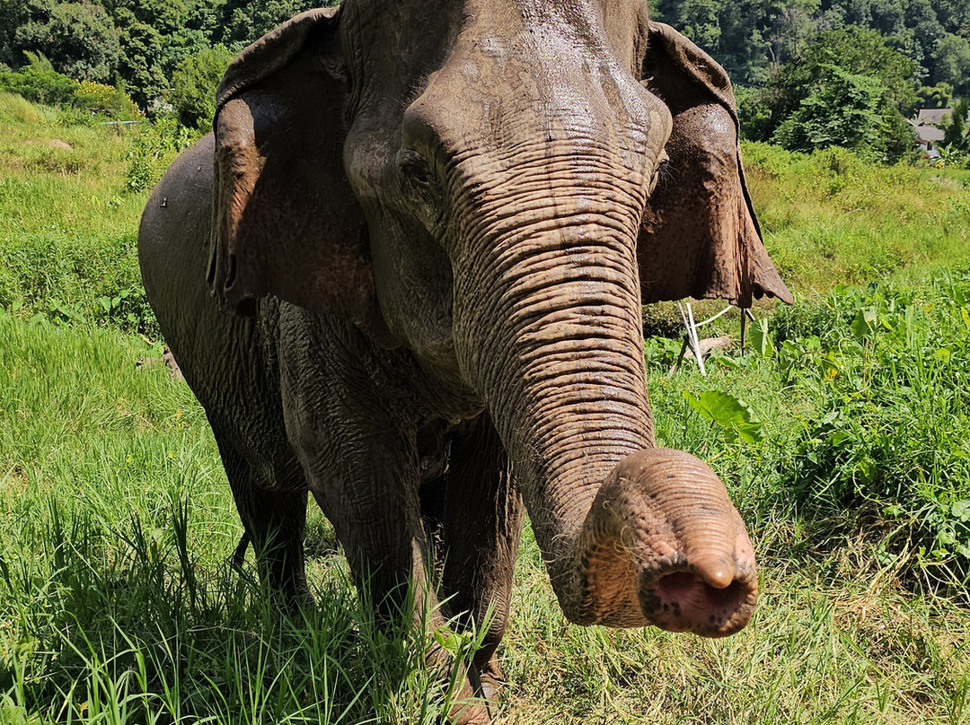Doi Lom Elephant Rescue Sanctuary-夜登必去景点