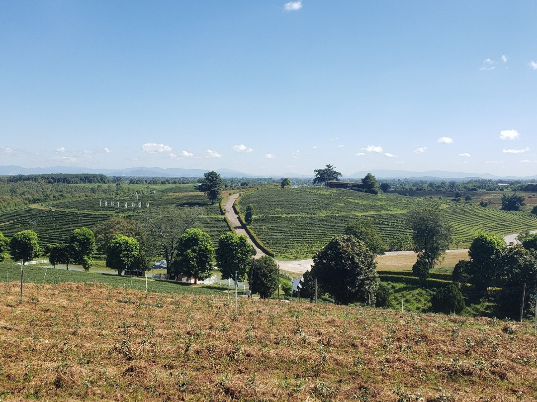 Choui Fong Tea-Pa Sang必去景点