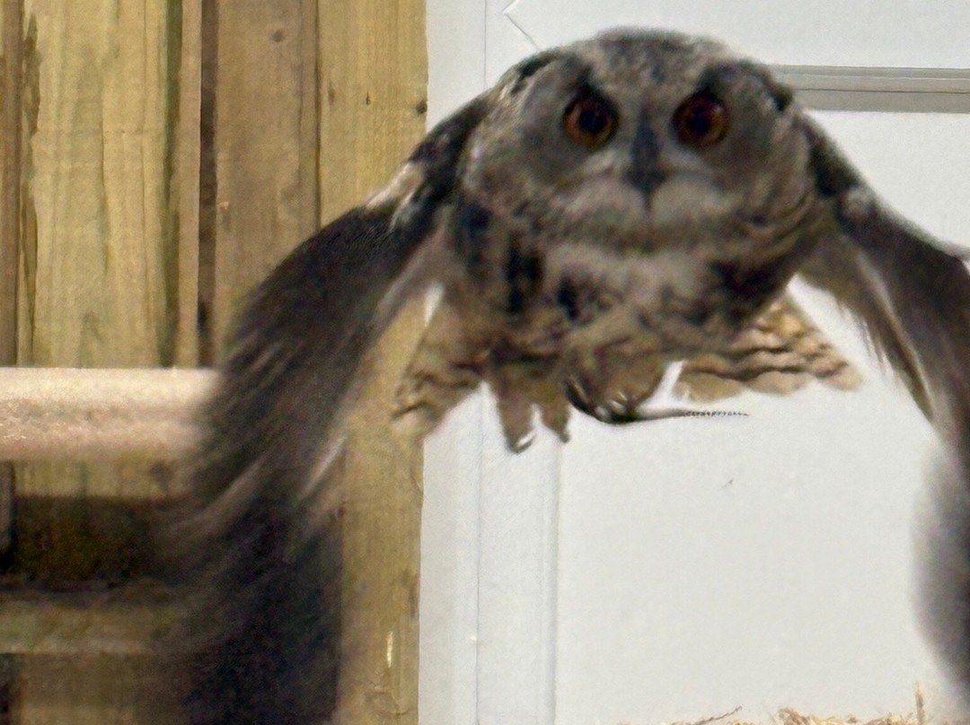 Screech Owl Sanctuary & Animal Park-St Columb Major必去景点