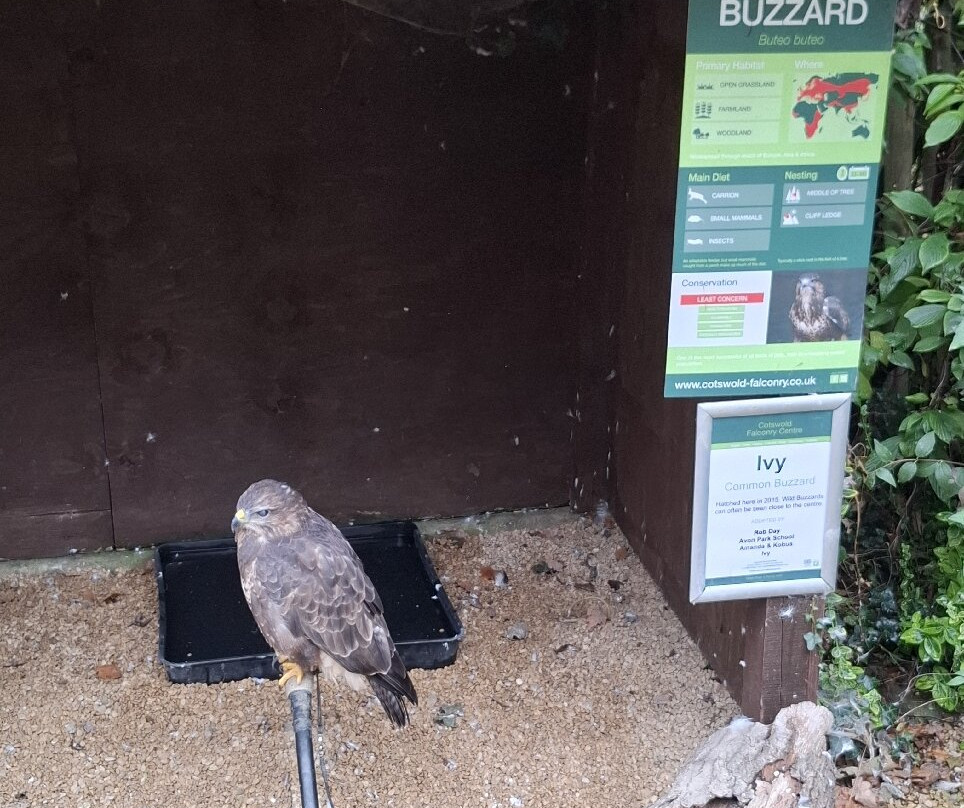 Cotswold Falconry Centre-莫顿因马什必去景点