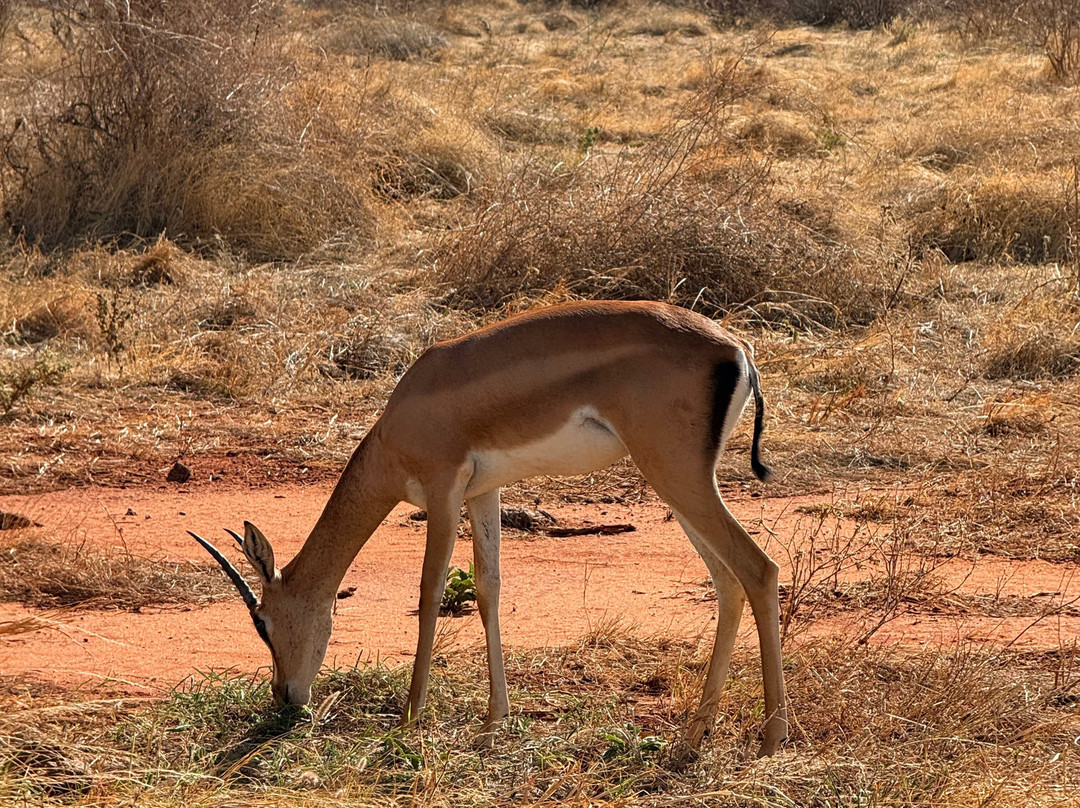 Kenya Safaris con Beka Day Tours-瓦塔木必去景点