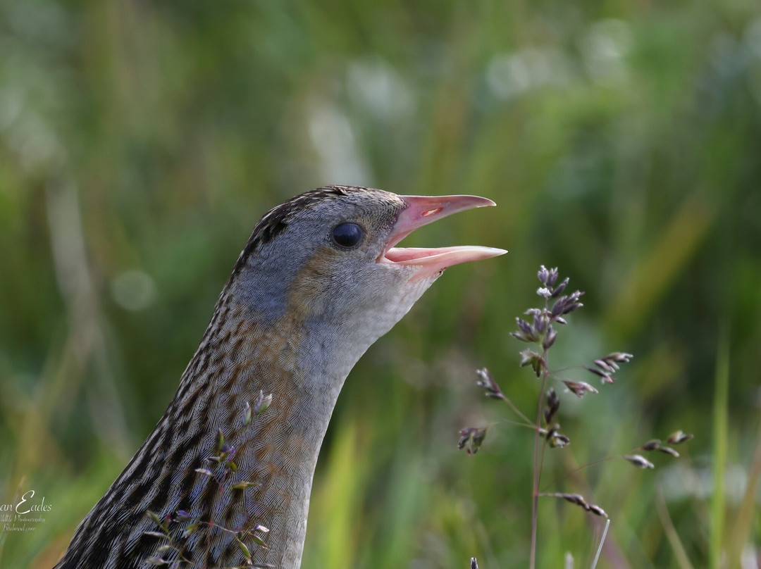 Scolpaig Tower-Scolpaig必去景点