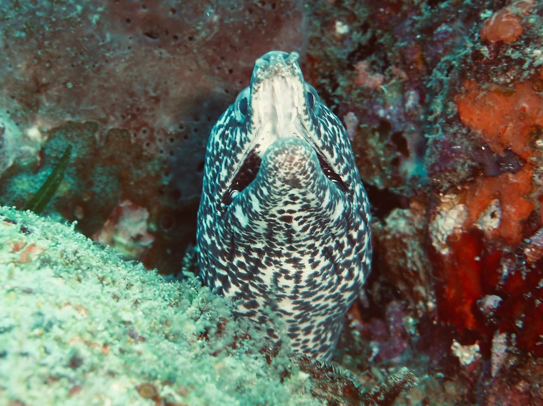 Scubaqua Dive Center-圣尤斯泰希厄斯岛必去景点