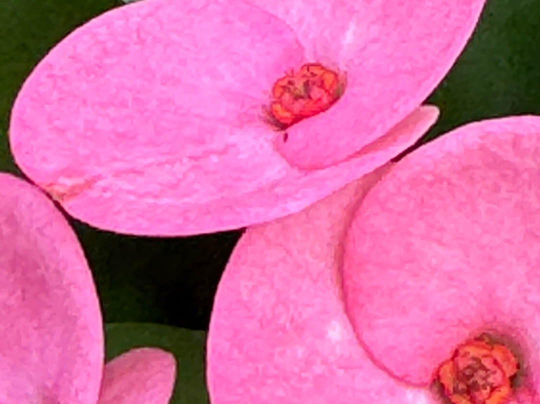 Barefoot Mailman Inn & Suites, Lantana, West Palm Beach, South Florida主图