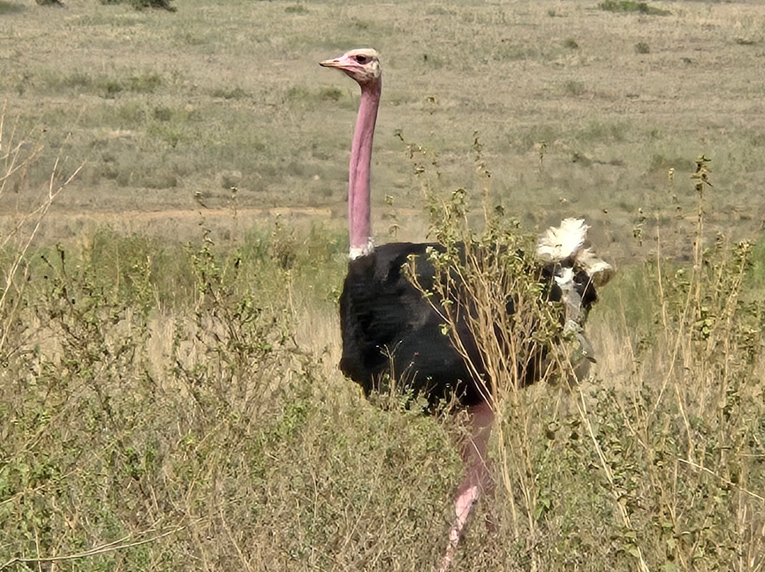 African Horizons-内罗毕必去景点