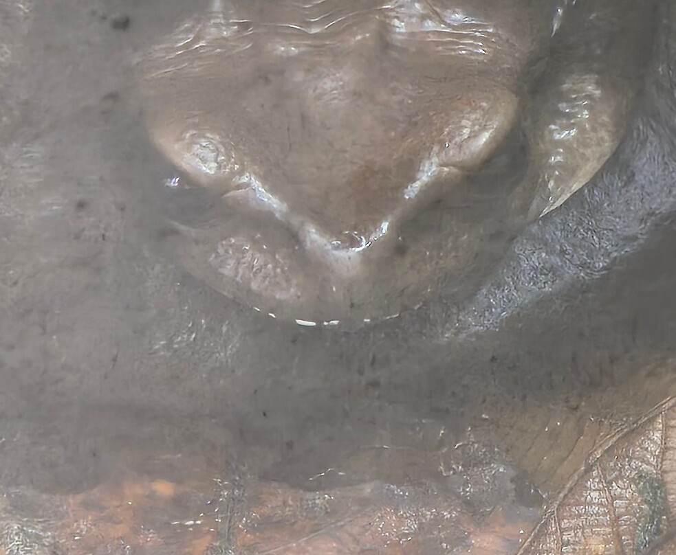 Wikiri Sapoparque-基多必去景点