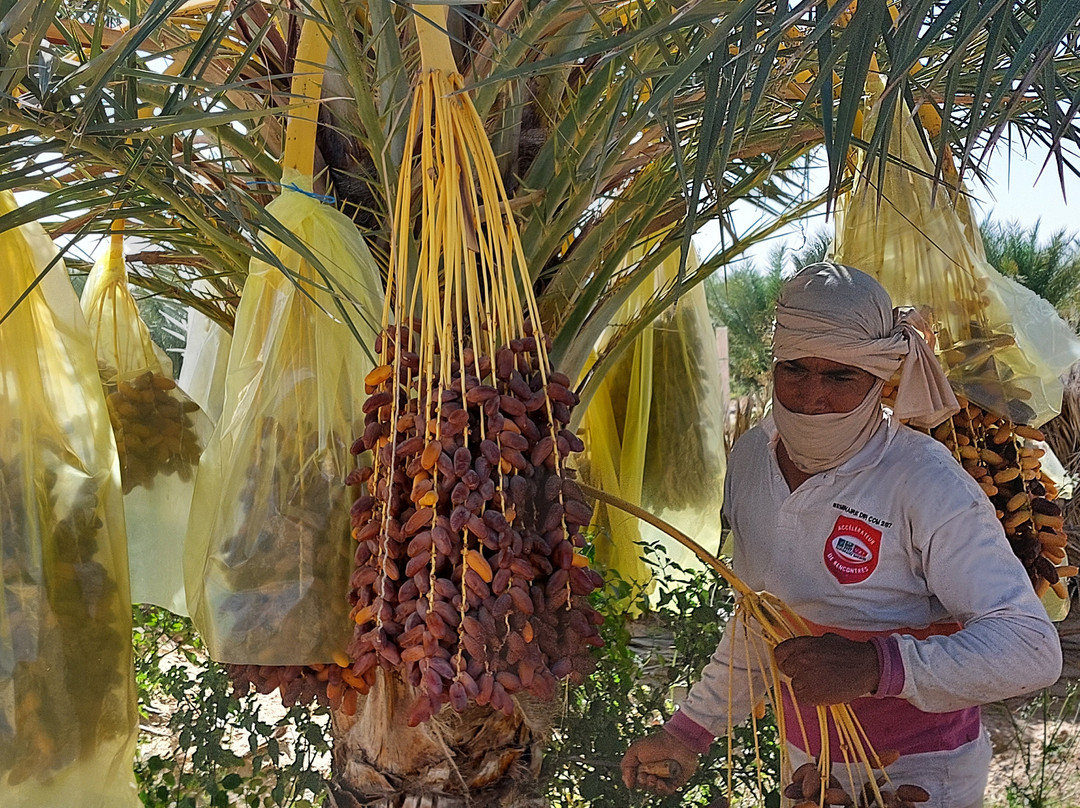 GSA-VOYAGES - Grand Sahara Aventures-杰尔巴岛必去景点