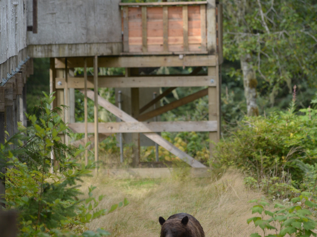 Knight Inlet Lodge主图