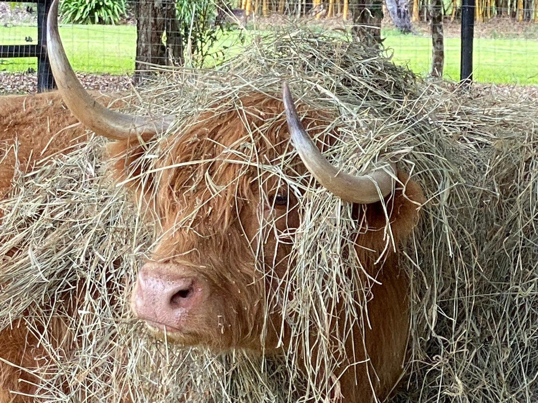 Bexland - Exclusive Highland Cow and Farm Experiences-Doonan必去景点