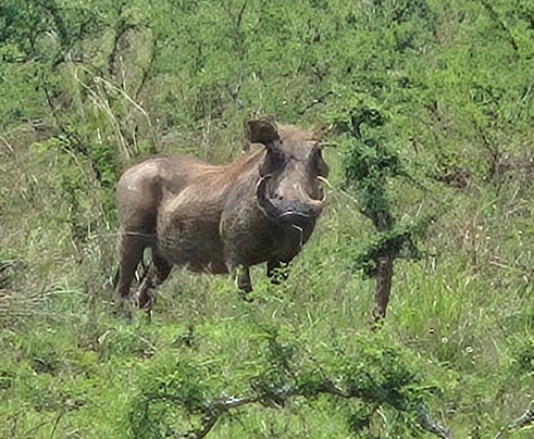 Hills in the Mist Tours-吉佳利必去景点