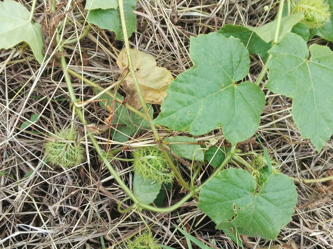 Pangi Beach-勿里达必去景点