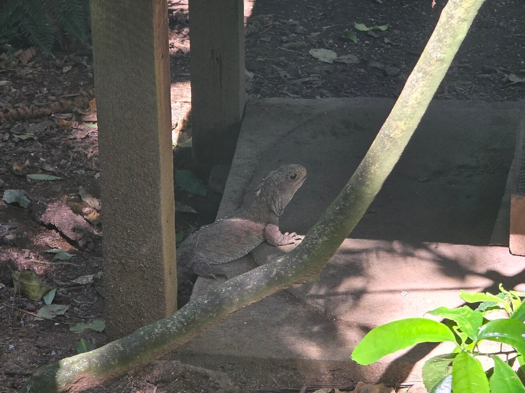 Ōtorohanga Kiwi House-奥托罗杭格必去景点