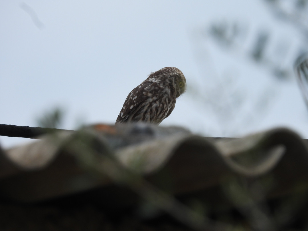 Greece Bird Tours-Marathon必去景点