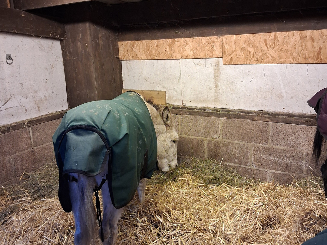 Brockenhurst Donkey Walks-Brockenhurst必去景点