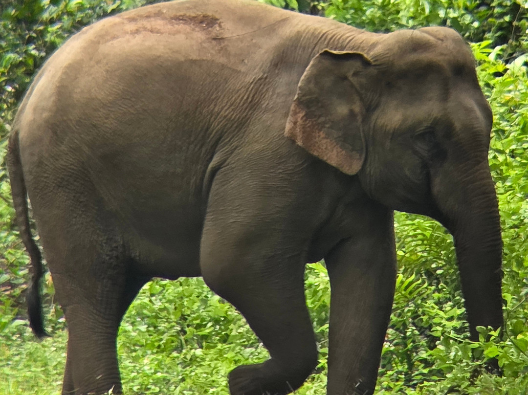 考艾自然生活及旅游主图