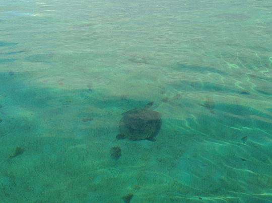 Dino Boat Trip-Beau Vallon必去景点