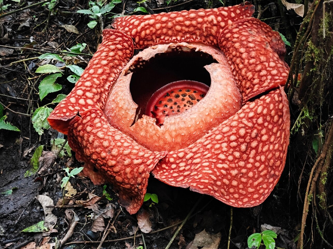 Minangkabau Adventures Tour-武吉丁宜必去景点