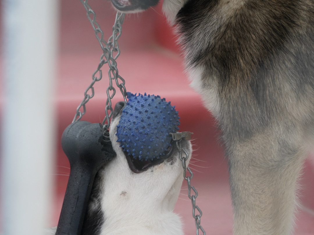Sled Dog Demonstration-德纳利国家公园和自然保护区必去景点