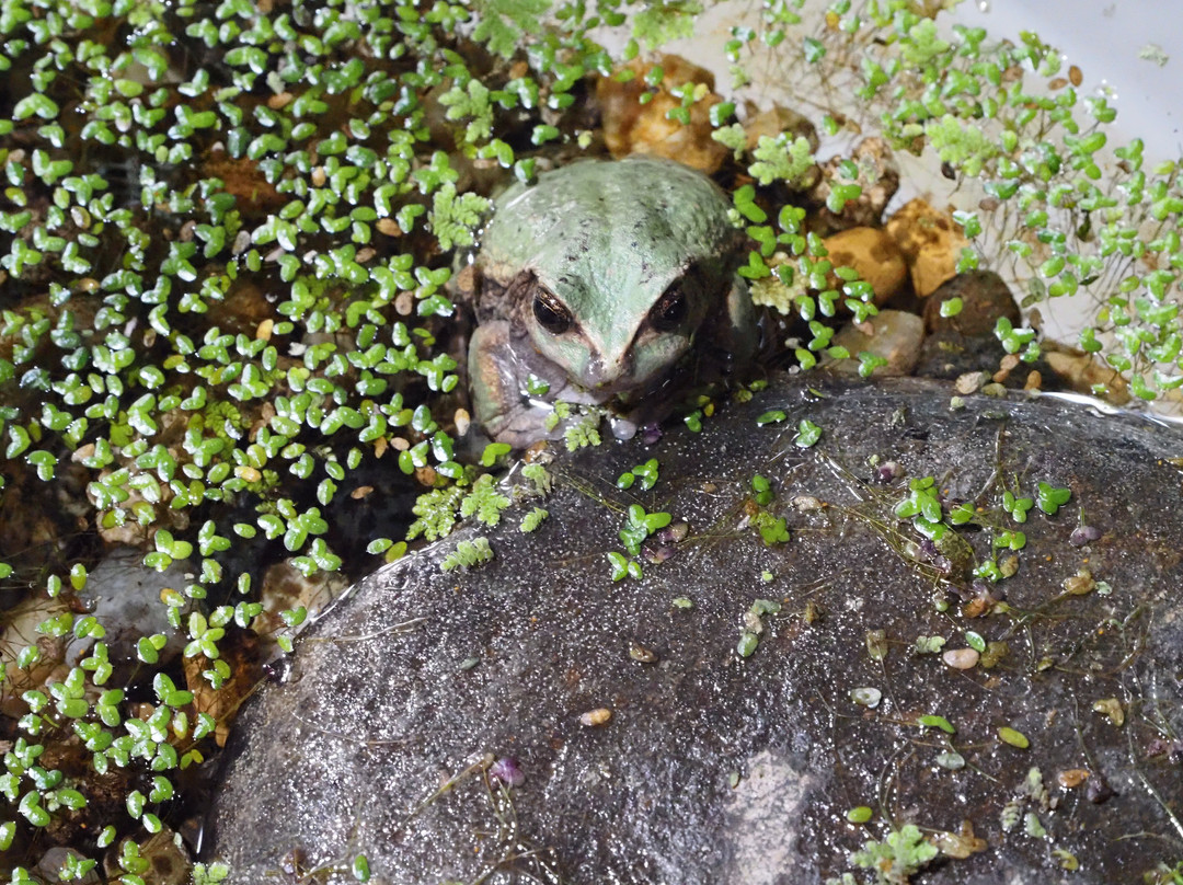 Wikiri Sapoparque-基多必去景点