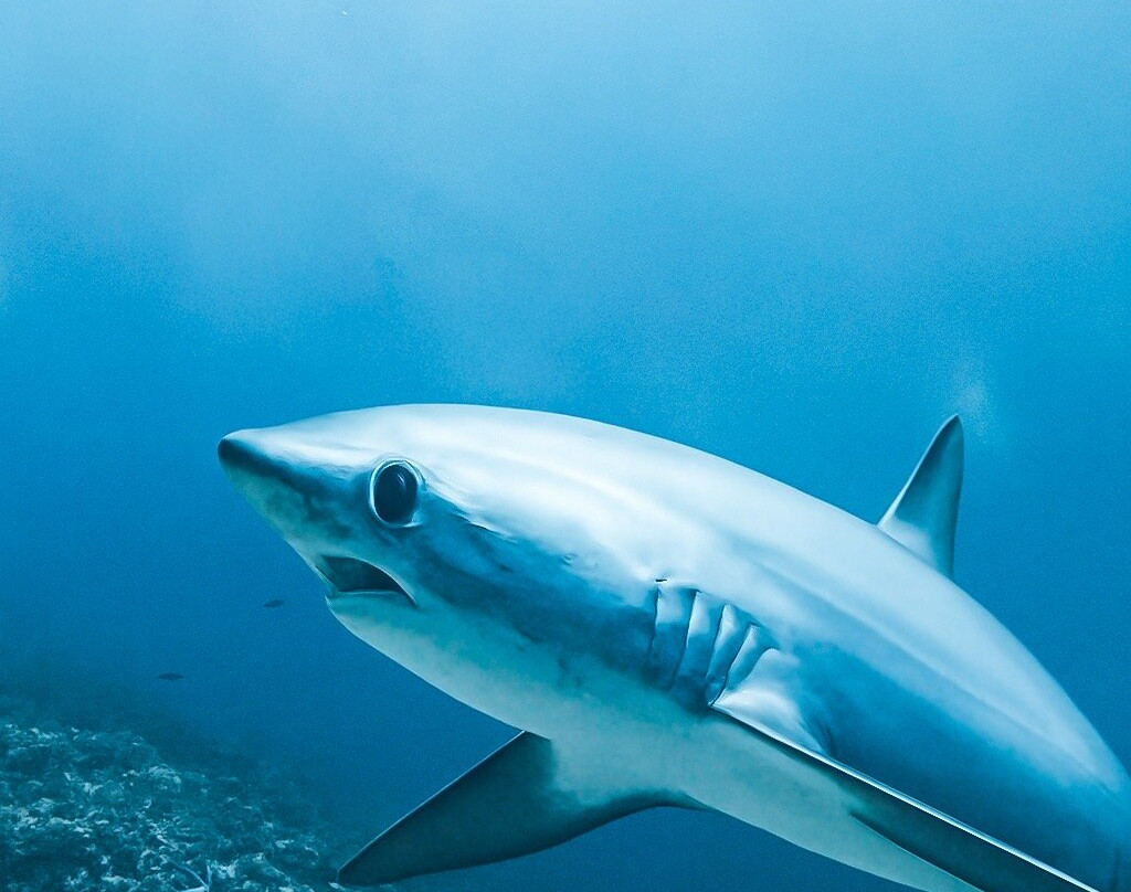 Mbi Divecenter-妈妈拍丝瓜岛必去景点