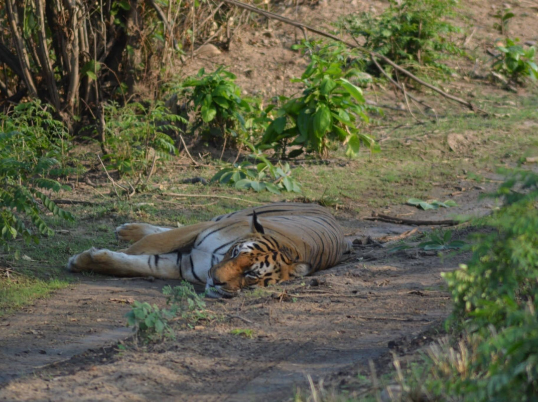 Jim Corbett Jungle Safari JCJS | Jeep Safari-Dhikuli必去景点