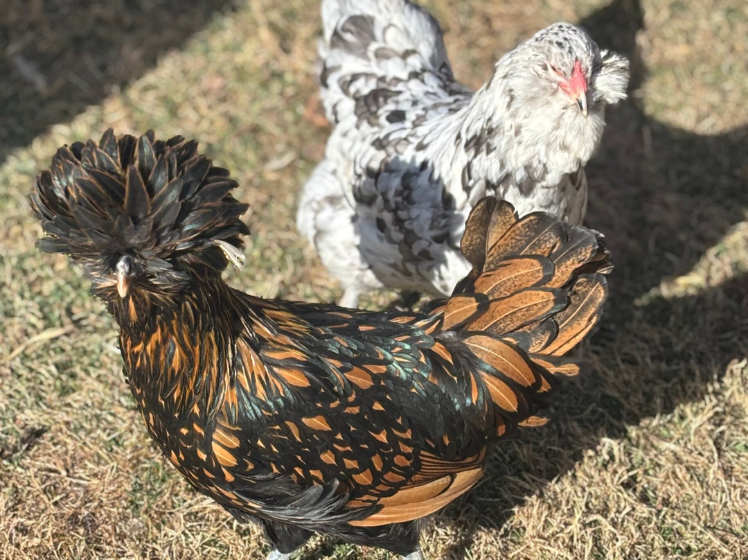 Winchester Creek Farm-韦恩斯维尔必去景点