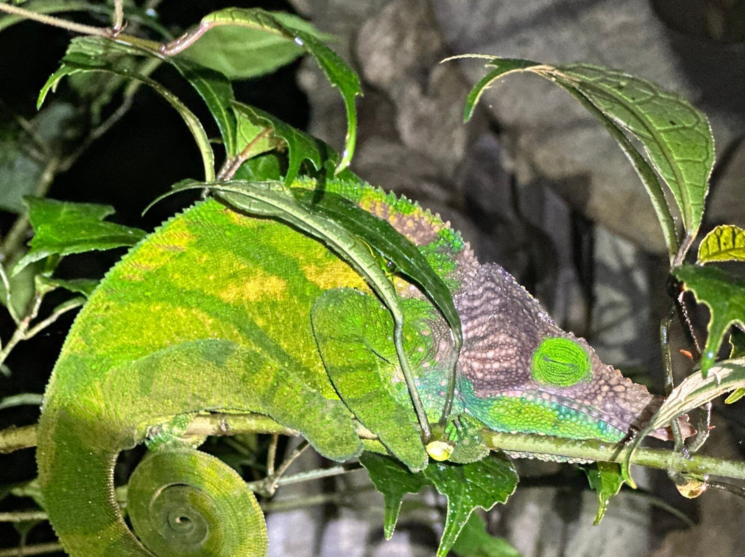 Madagascar Magic Tours-安齐拉贝必去景点