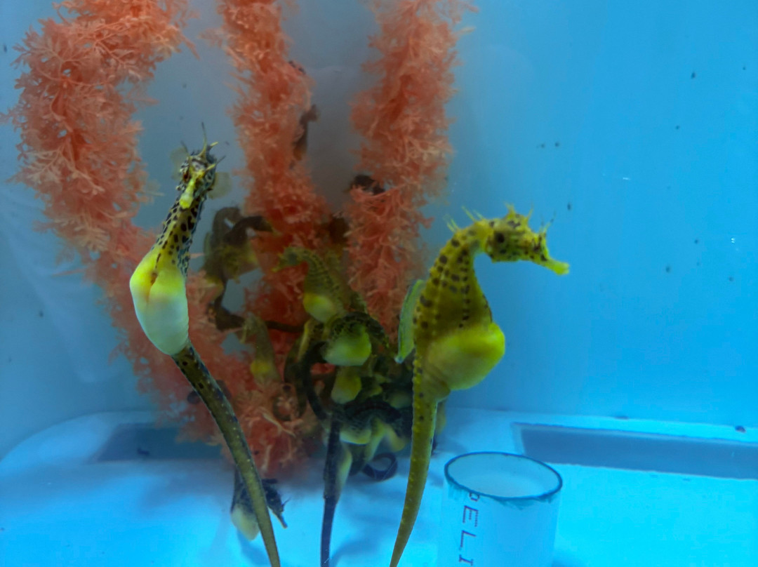 Seahorse World-Beauty Point必去景点