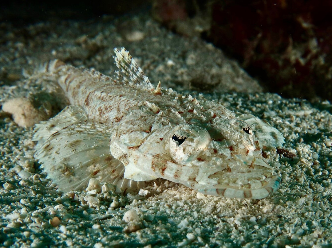 Cabilao Sunset Dive & Beach Resort主图