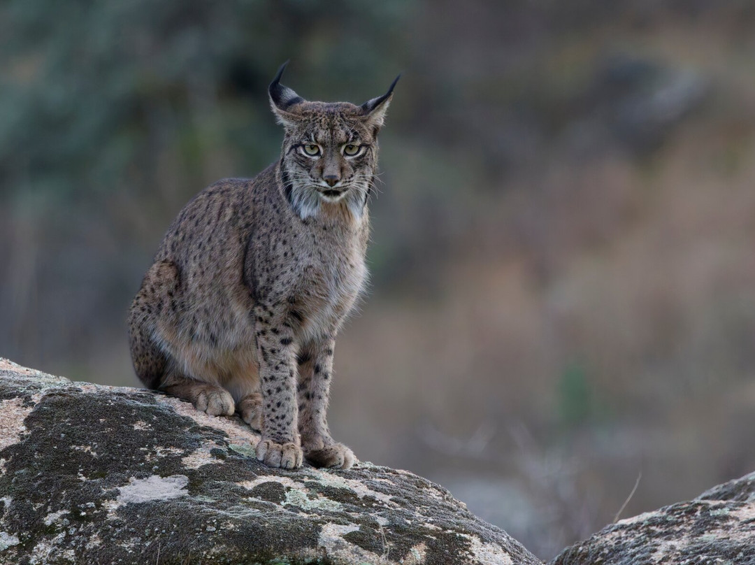 Birds&Lynx Ecotourism-La Carolina必去景点