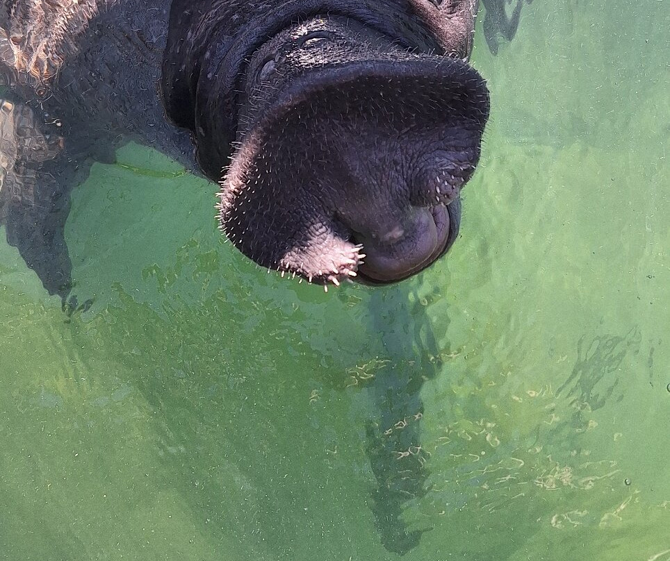 Robbie's of Islamorada-伊斯拉摩拉达必去景点
