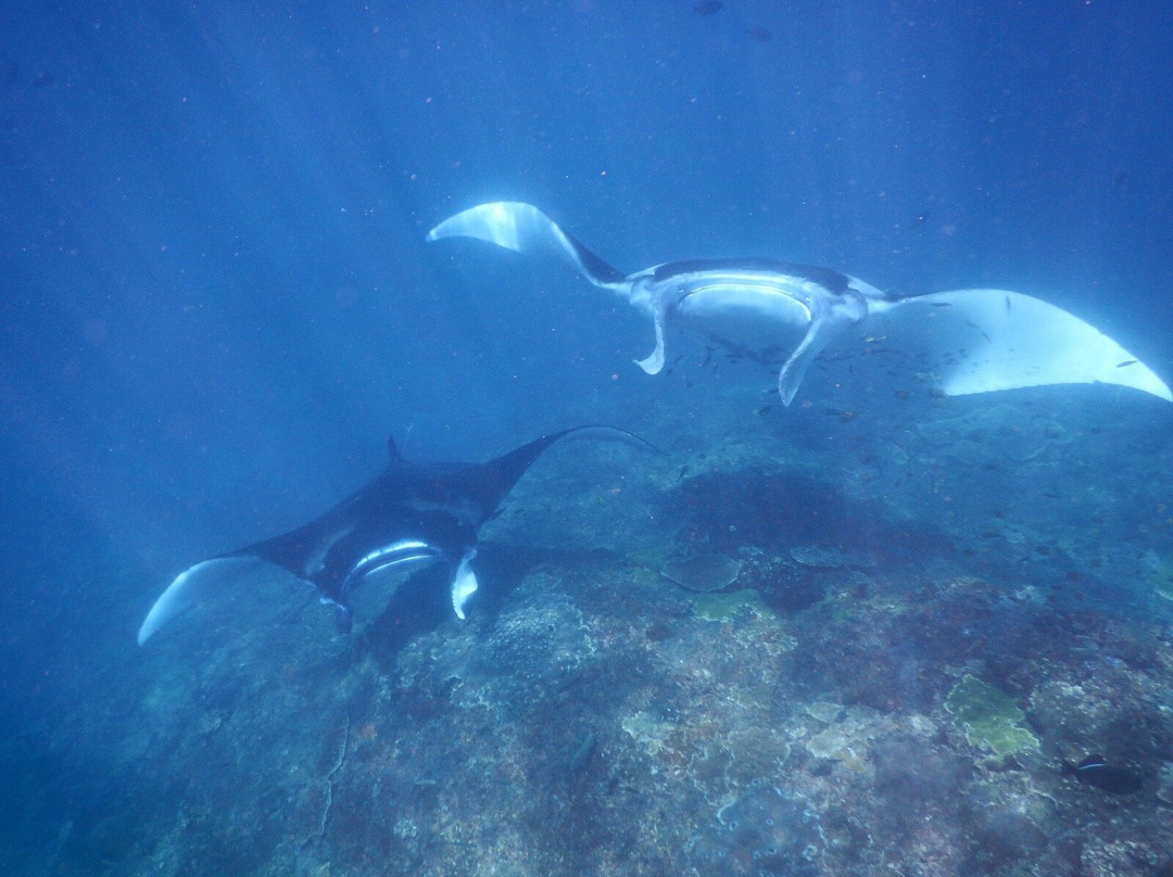 Tamarind Divers-蓝梦岛必去景点