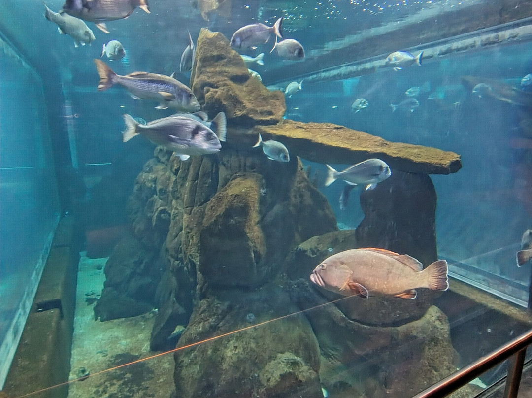 Acquario Di Livorno-里窝那必去景点