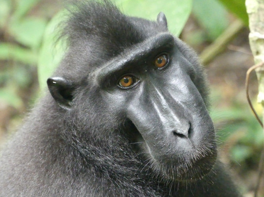 Tangkoko Wildlife Tour-比通必去景点