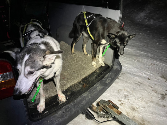 Happy Tails Husky Tours-特罗姆瑟必去景点