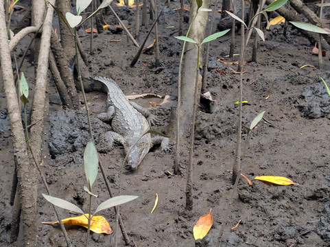 Wild Tamarindo-塔马林多必去景点