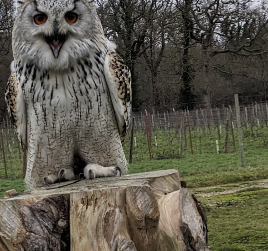 UK Owl And Raptor Centre-Groombridge必去景点