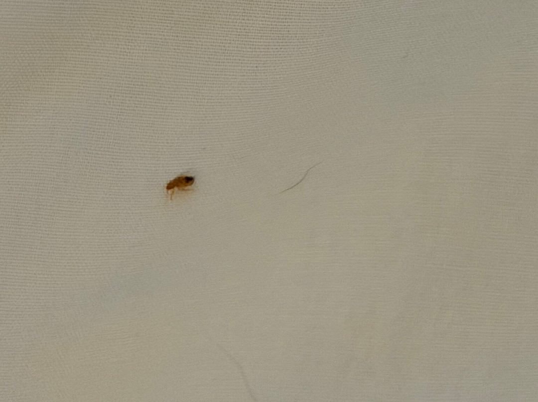 Hampton Inn & Suites Las Cruces I-10主图