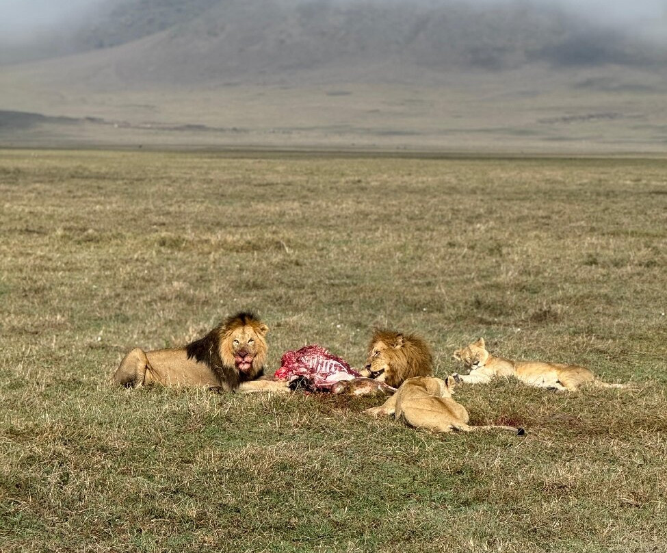 Dolphin Tours & Safaris Ltd-姆万扎必去景点